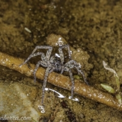 Pisauridae (family) (Water spider) at Carwoola, NSW - 4 Oct 2020 by BIrdsinCanberra