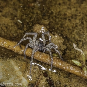 Pisauridae (family) at Carwoola, NSW - 4 Oct 2020