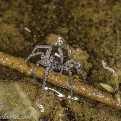 Pisauridae (family) (Water spider) at Carwoola, NSW - 4 Oct 2020 by BIrdsinCanberra