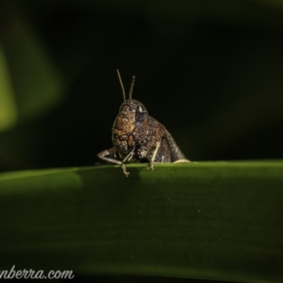 Pycnostictus sp. 1 (Confusing bandwing) at Hughes, ACT - 4 Oct 2020 by BIrdsinCanberra