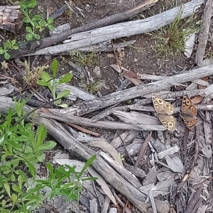 Junonia villida at Kambah, ACT - 10 Oct 2020