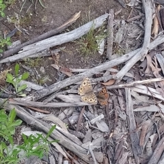 Junonia villida at Kambah, ACT - 10 Oct 2020 02:40 PM