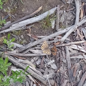 Junonia villida at Kambah, ACT - 10 Oct 2020