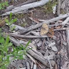 Junonia villida at Kambah, ACT - 10 Oct 2020