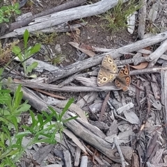 Junonia villida at Kambah, ACT - 10 Oct 2020 02:40 PM