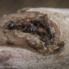 Ectosticta cleroides (Longicorn or Longhorn beetle) at Hughes, ACT - 5 Oct 2020 by JonSteinbeck