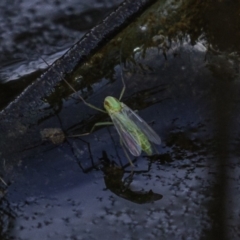 Chironomidae (family) (Non-biting Midge) at Carwoola, NSW - 4 Oct 2020 by BIrdsinCanberra