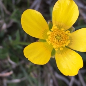 Ranunculus sp. at Mount Clear, ACT - 12 Oct 2020 11:00 AM