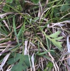 Ranunculus sp. at Mount Clear, ACT - 12 Oct 2020 11:00 AM