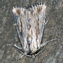 Persectania ewingii at O'Connor, ACT - 11 Oct 2020 11:24 PM