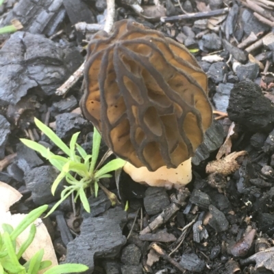 Morchella elata group (Morel) at Namadgi National Park - 12 Oct 2020 by JaneR