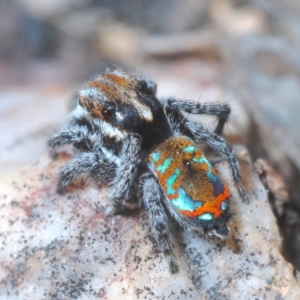 Maratus calcitrans at Holt, ACT - 10 Oct 2020