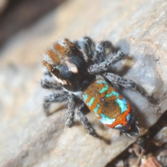 Maratus calcitrans at Holt, ACT - 10 Oct 2020