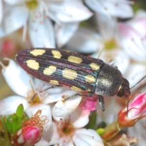 Castiarina parallela at Cavan, NSW - 11 Oct 2020