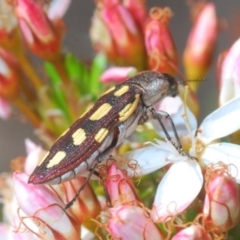 Castiarina parallela at Cavan, NSW - 11 Oct 2020