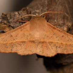 Antictenia punctunculus (A geometer moth) at Melba, ACT - 16 Oct 2013 by kasiaaus