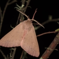 Arhodia lasiocamparia (Pink Arhodia) at Cotter River, ACT - 7 Feb 2019 by kasiaaus