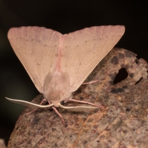 Arhodia lasiocamparia at Cotter River, ACT - 7 Feb 2019