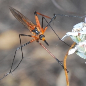 Harpobittacus australis at Downer, ACT - 12 Oct 2020