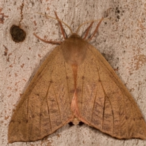 Arhodia lasiocamparia at Melba, ACT - 26 Dec 2011