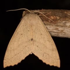 Arhodia lasiocamparia (Pink Arhodia) at Melba, ACT - 12 Oct 2014 by kasiaaus