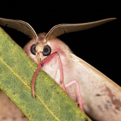 Arhodia lasiocamparia (Pink Arhodia) at Melba, ACT - 3 Nov 2018 by kasiaaus