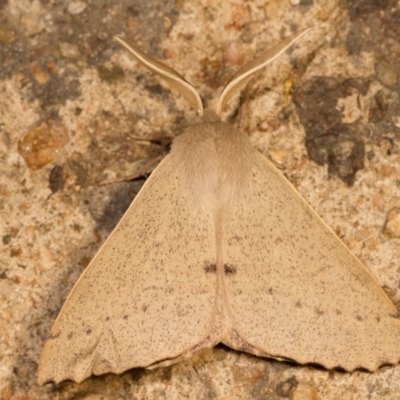 Arhodia lasiocamparia (Pink Arhodia (Oenochrominae)) at Melba, ACT - 1 Nov 2012 by kasiaaus
