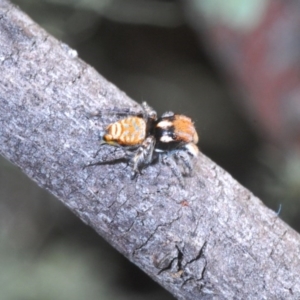 Maratus plumosus at Cavan, NSW - 11 Oct 2020 03:03 PM