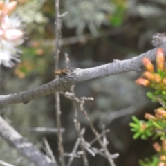 Maratus plumosus at Cavan, NSW - 11 Oct 2020 03:03 PM