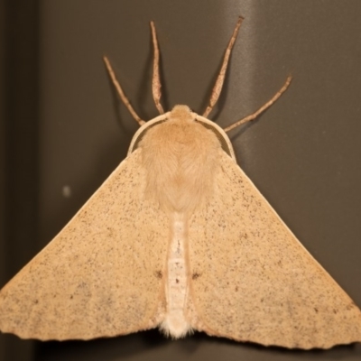 Arhodia lasiocamparia (Pink Arhodia (Oenochrominae)) at Melba, ACT - 23 Nov 2014 by kasiaaus