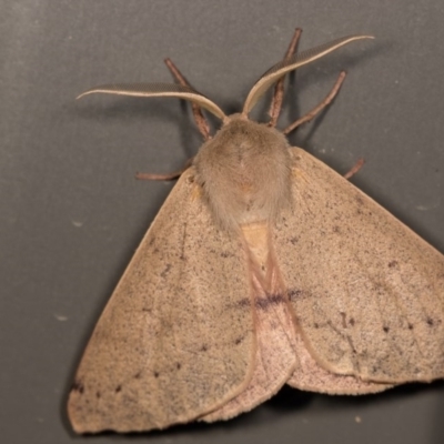 Arhodia lasiocamparia (Pink Arhodia (Oenochrominae)) at Melba, ACT - 17 Dec 2014 by kasiaaus