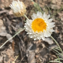 Leucochrysum albicans subsp. tricolor at Tuggeranong DC, ACT - 11 Oct 2020 11:21 AM