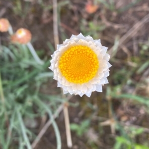 Leucochrysum albicans subsp. tricolor at Tuggeranong DC, ACT - 11 Oct 2020