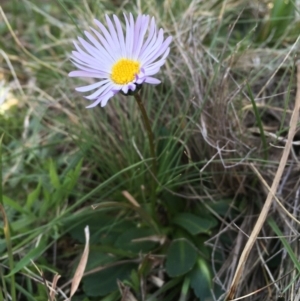 Brachyscome spathulata at Mount Clear, ACT - 12 Oct 2020 10:58 AM