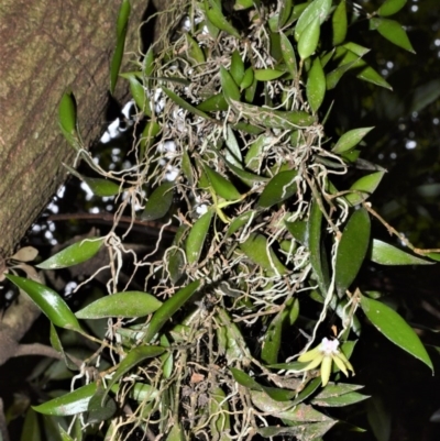 Dockrillia pugioniformis (Dagger Orchid) at Bellawongarah, NSW - 12 Oct 2020 by plants