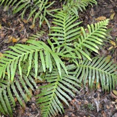 Blechnum cartilagineum (Gristle Fern) at Bellawongarah, NSW - 12 Oct 2020 by plants