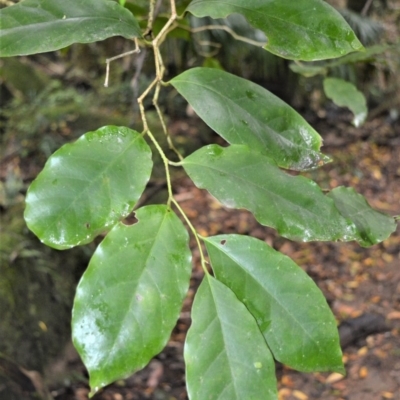 Pennantia cunninghamii (Brown Beech) at Bellawongarah, NSW - 12 Oct 2020 by plants