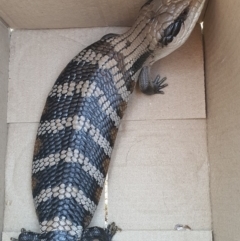 Tiliqua scincoides scincoides (Eastern Blue-tongue) at Jerrabomberra, NSW - 2 Oct 2020 by Speedsta