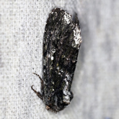 Neola semiaurata (Wattle Notodontid Moth) at O'Connor, ACT - 12 Oct 2020 by ibaird
