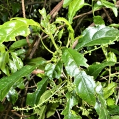 Claoxylon australe (Brittlewood) at Bellawongarah, NSW - 12 Oct 2020 by plants