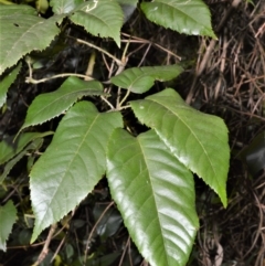 Rubus nebulosus (A Native Raspberry) at Bellawongarah, NSW - 12 Oct 2020 by plants