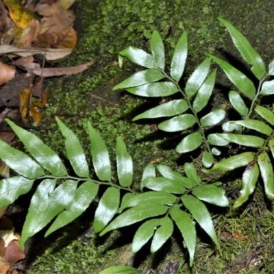 Arthropteris tenella (Climbing Fern) at Bellawongarah, NSW - 13 Oct 2020 by plants