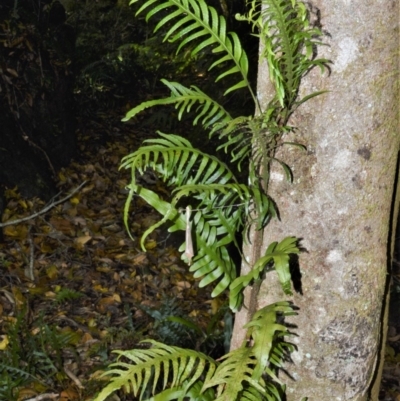 Microsorum scandens (Fragrant Fern) at Bellawongarah, NSW - 13 Oct 2020 by plants