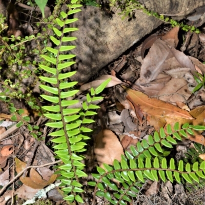 Pellaea nana (Dwarf Sickle Fern) at Bellawongarah, NSW - 13 Oct 2020 by plants