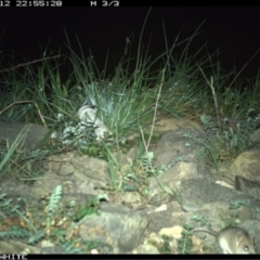 Sminthopsis murina (Common Dunnart) at Wandiyali-Environa Conservation Area - 12 Oct 2020 by Wandiyali