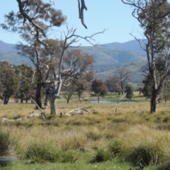 Carex appressa (Tall Sedge) at Lanyon - northern section - 26 Aug 2020 by michaelb