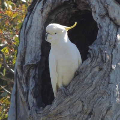 Cacatua galerita (Sulphur-crested Cockatoo) at Lanyon - northern section - 26 Aug 2020 by michaelb