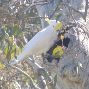 Cacatua galerita at Banks, ACT - 26 Aug 2020