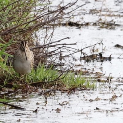 Gallinago hardwickii (Latham's Snipe) at Fyshwick, ACT - 9 Oct 2020 by Cricket