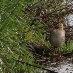 Gallinago hardwickii at Fyshwick, ACT - suppressed